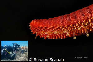 Backstage Particular Red Starfish (Echinaster sepositus) by Rosario Scariati 